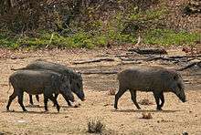 Wild sows