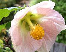 flower in the center of which is a projecting tube formed of the fused filaments of the stamens; the free anthers form a spreading cluster at its tip