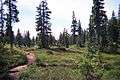 Forbidden Plateau, Strathcona Provincial Park 1.jpg