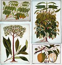 Top left: gambier; top right: black pepper; bottom left: wild nutmeg (Gymnacranthera farquhariana); bottom right: durian