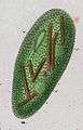 Frontonia vernalis -- from Ehrenberg.jpg