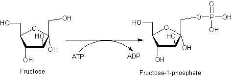 fructokinase reaction alt text