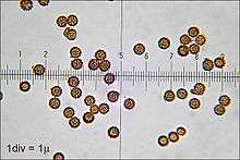 About two dozen round objects that are brownish and translucent, and covered with small bumps. What appear to be the gradation lines of a ruler run horizontally through the middle of the image.