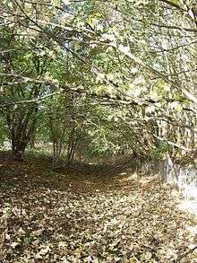 The route of the Welland Canal, looking like a medieval hollow road, overhanging with trees