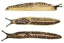 Three yellow and brown spotted slugs with faint dark bands and dark tentacles. Top drawing shows right side of slug, which is facing right, the other two show slugs that are facing left. Second one shows view from above with 4 long bands, third shows a larger darker slug with only two long bands.