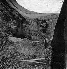 The view from the bottom of a forested canyon, showing curved rock formations above.