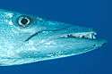 Photo of barracuda head in profile with jaw extended