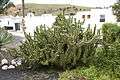 Haría - Calle del Palmeral-LZ-10 - Austrocylindropuntia subulata 01 ies.jpg