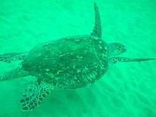 Photo of turtle swimming in shallow, green water