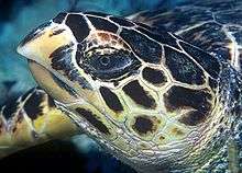 Profile photo of animal head with prominent beak protruding above lower jaw, a faceted head covering surrounds the eye