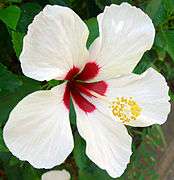 Hibiscus (5).jpg