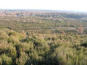 Heathland with sparsely scattered bushes