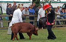 A Duroc sow at a livestock show in England
