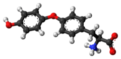 Ball-and-stick model of the L-thyronine molecule as a zwitterion