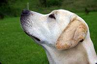 Yellow Labrador with black skin colour