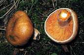 High and low angle shot of two young fungi