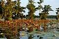 Lake Martin LA USA water vegetation.JPG