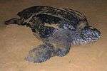 Leatherback turtle nesting at San Miguel Beach in Puerto Rico's Northeast Ecological Corridor.