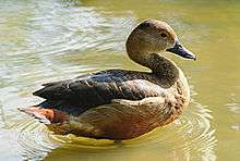 Lesser whistling duck