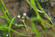 Flowers of Lilaeopsis brasiliensis grown indoors