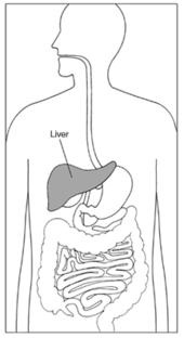 Pencil drawing diagramming the torso of the human body, with the liver labelled