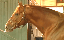 Head shot of a reddish-brown horse