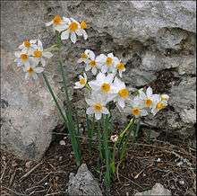 Flowers of Narcissus tazetta