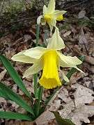 Wild daffodil flower