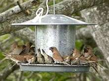  A group of Nutmeg Mannikins at a bird feeder