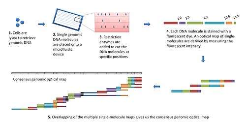 The optical mapping workflow.