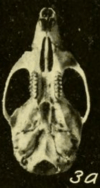 Skull, seen from below