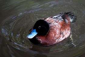 Male Blue-billed Duck swimming