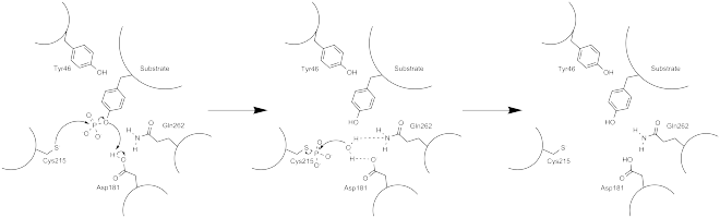 Arrow pushing mechanism of PTP1B phosphatase activity.