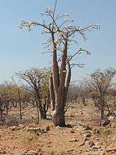 Pachypodium lealii 2.JPG