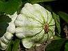 Whitish round squash