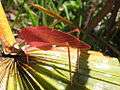 Pink-orange katydid, Florida.jpg