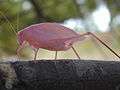 Pink katydid Ontario.jpg