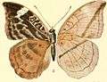 Pl.03-03-Bebearia partita (Aurivillius, 1895).JPG