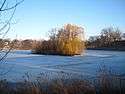 Willows sit atop a small island in the center of a small, frozen, snow-covered lake surrounded by parkland and residences.