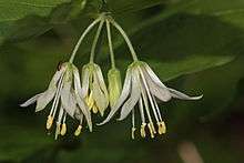 Prosartes hookeri