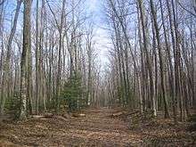 View along a cleared path through a forest of leafless trees and a few pines.