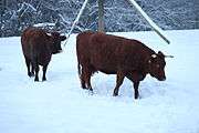 Two cows in the snow