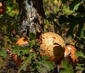 Oak marble galls in Rancho Seco Recreational Park