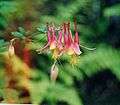 Red Columbine acquilegia canadensis.jpg