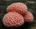 A group of three convex red-pink objects with a network of lighter-colored whitish or light pink ridges on the surface, clustered together and growing out of the side of a log.