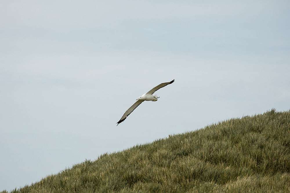 SGI-2016-South Georgia (Prion Island)–Wandering albatross (Diomedea exulans) 03.jpg