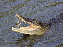 Saltwater crocodile