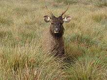  front view of a large brown deer with antlers