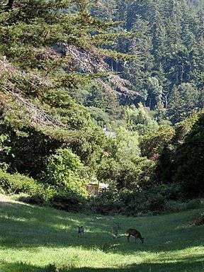 Lots of conifer trees and hints of buildings among them; in the foreground is a green grassy meadow with two deer grazing