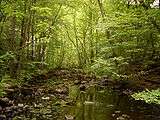 Small stream surrounded by trees